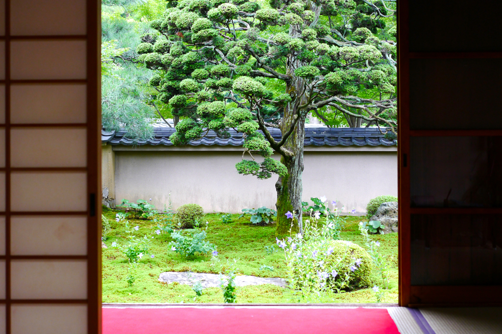 桔梗が咲く小さな寺