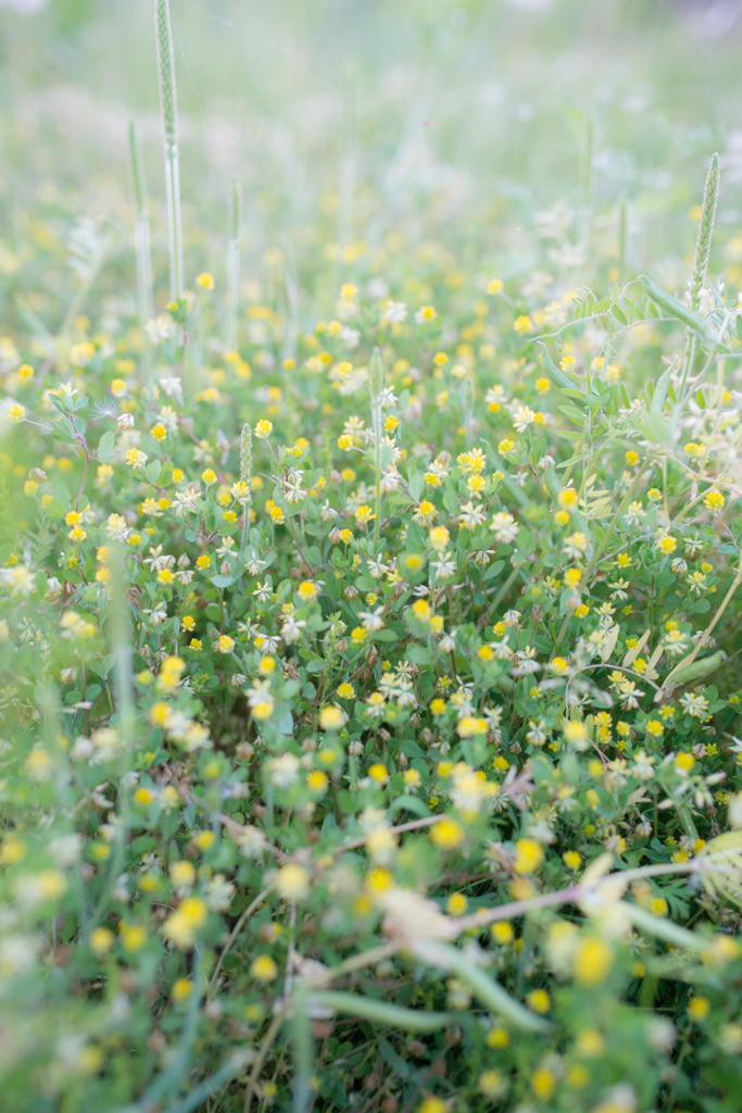 足元のちっちゃな花