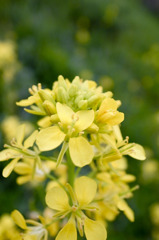 菜の花？？？
