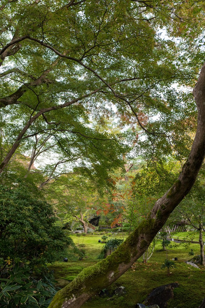 苔の輝き