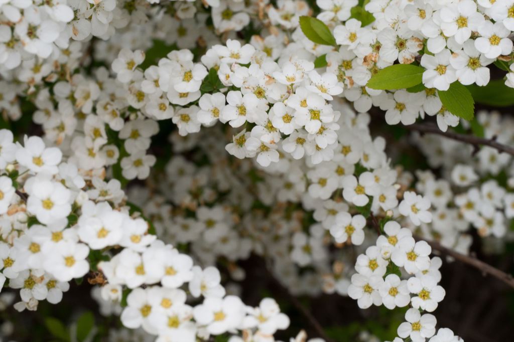 ちっちゃい花 2