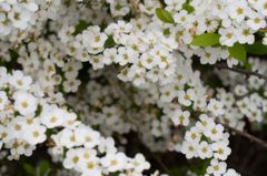 ちっちゃい花 2