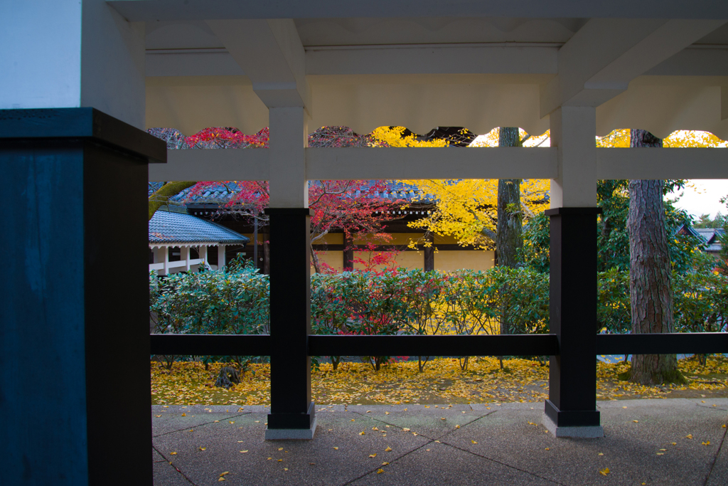 黄葉、散り際の美