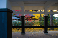 黄葉、散り際の美