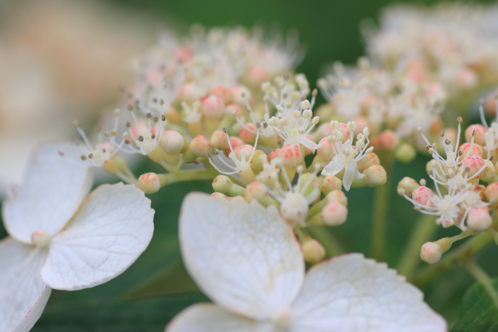 白いガクアジサイ