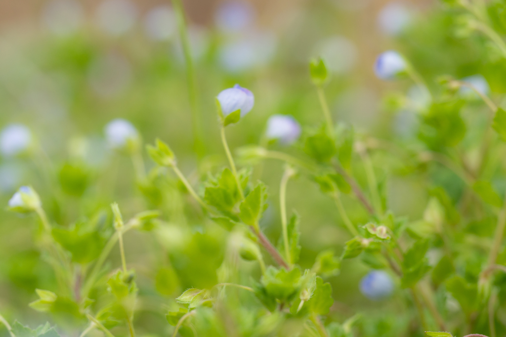 春を感じる草花