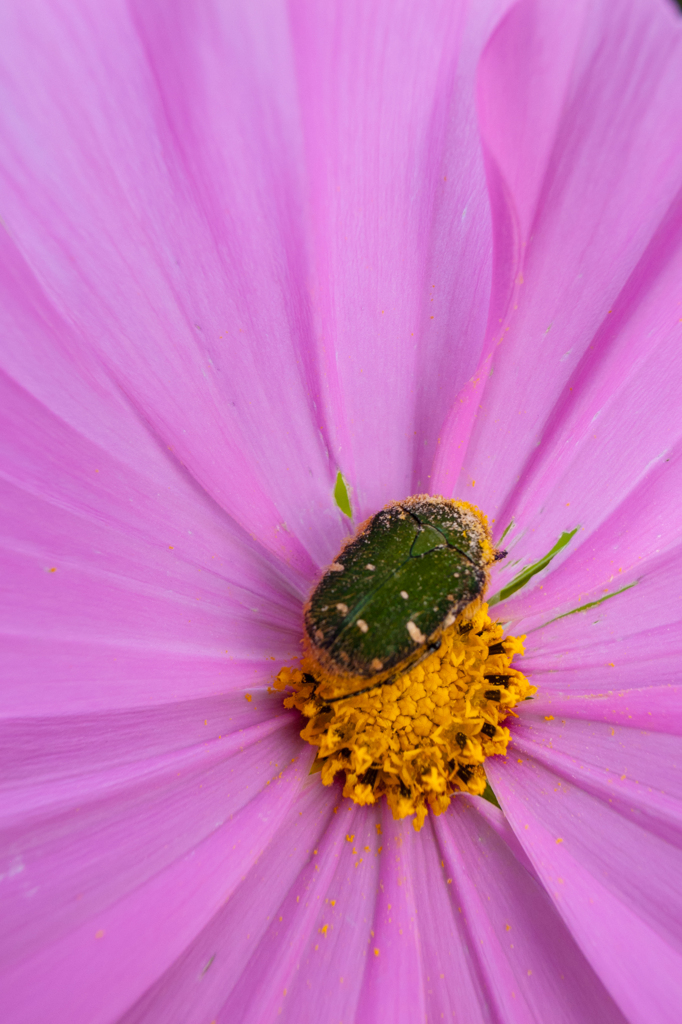 なりふり構わず、花粉まみれ