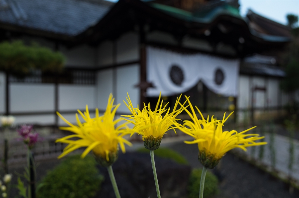 嵯峨菊の季節