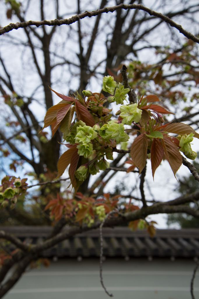 黄緑色の桜