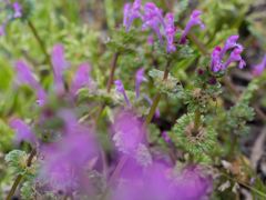 道端にひっそりと