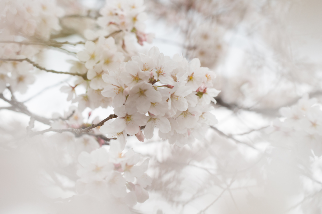 笑うように咲く