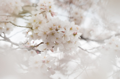 笑うように咲く