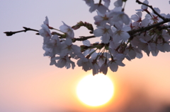 太陽にほえろ！