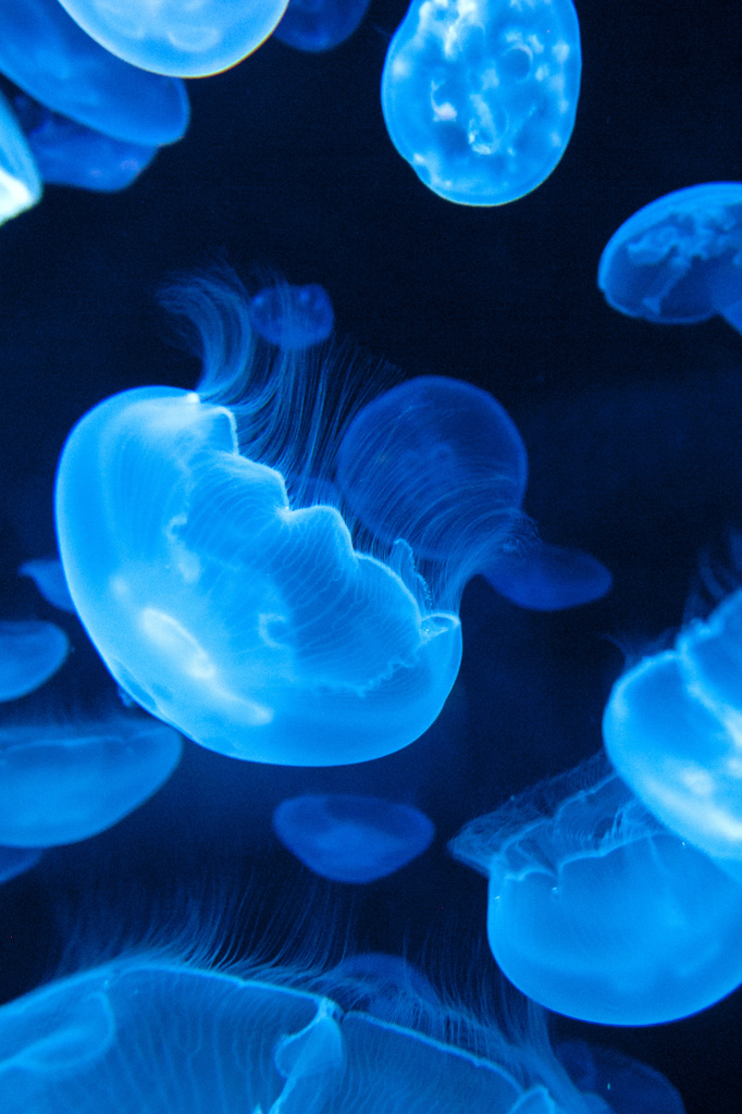 ふわふわ、ゆらゆら