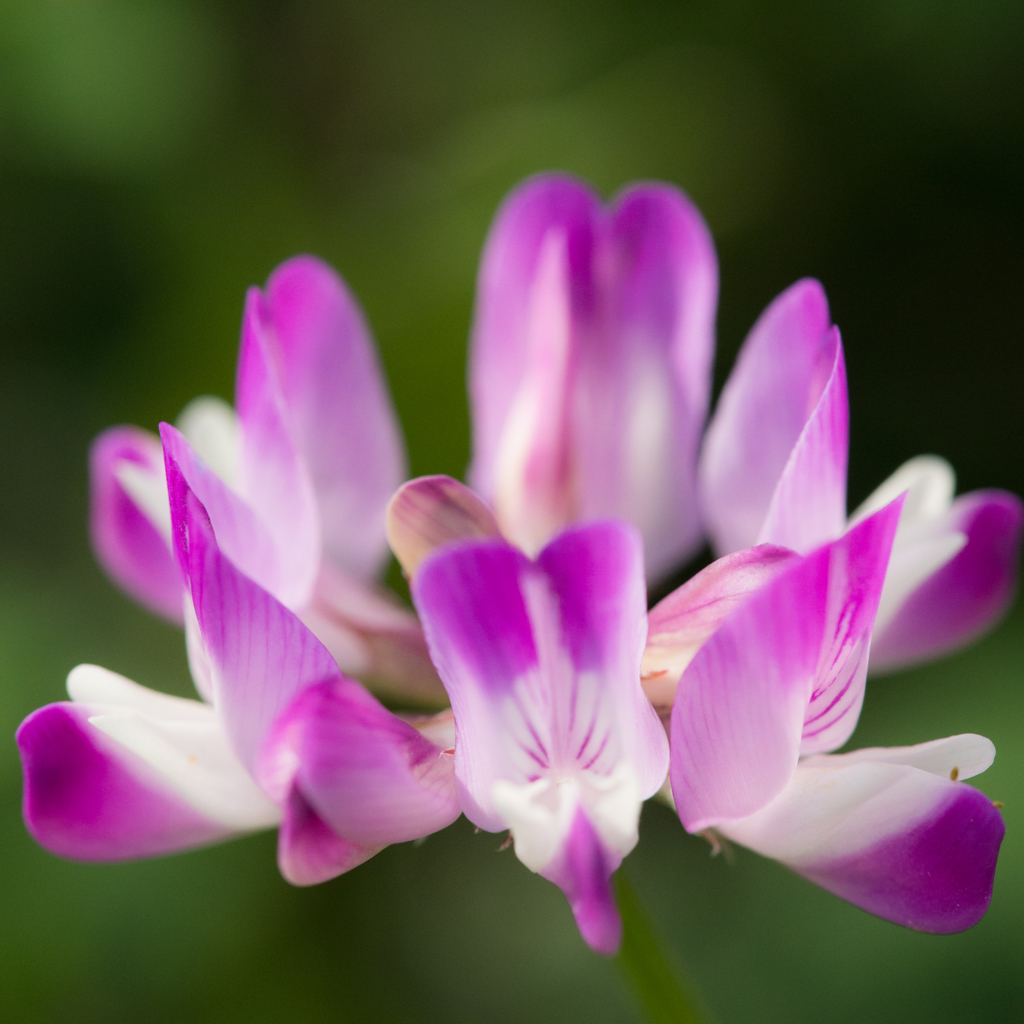 蓮華パープル
