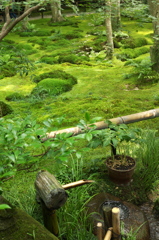 嵯峨野、夏の祇王寺