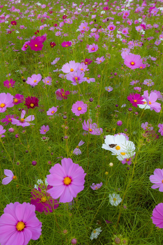 コスモス畑