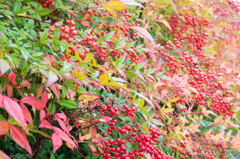 南天紅玉