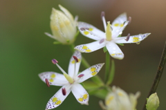 ちっちゃい花（アケボノソウ）