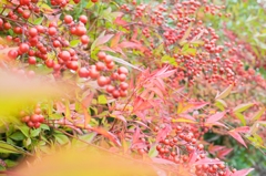 僕だって紅いんだけどー、、、