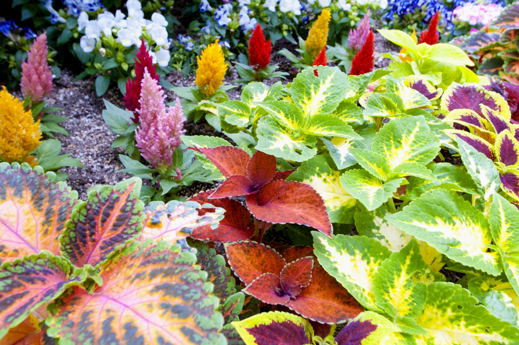 カラフルな葉っぱ達