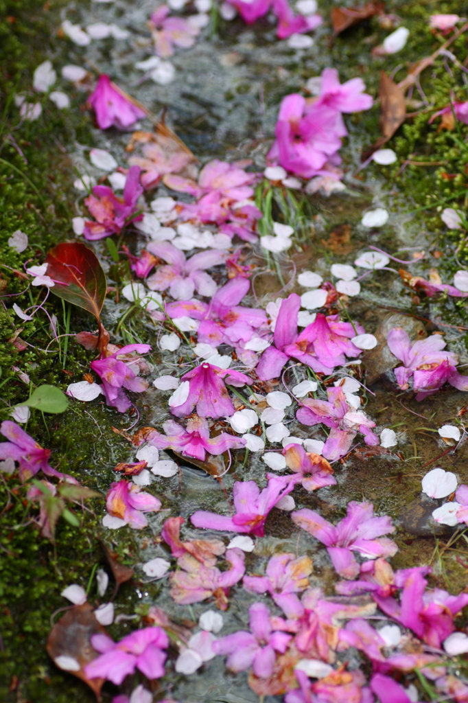 散ってもなお美しい