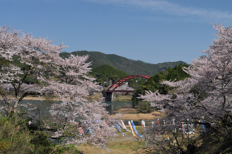 桜三昧