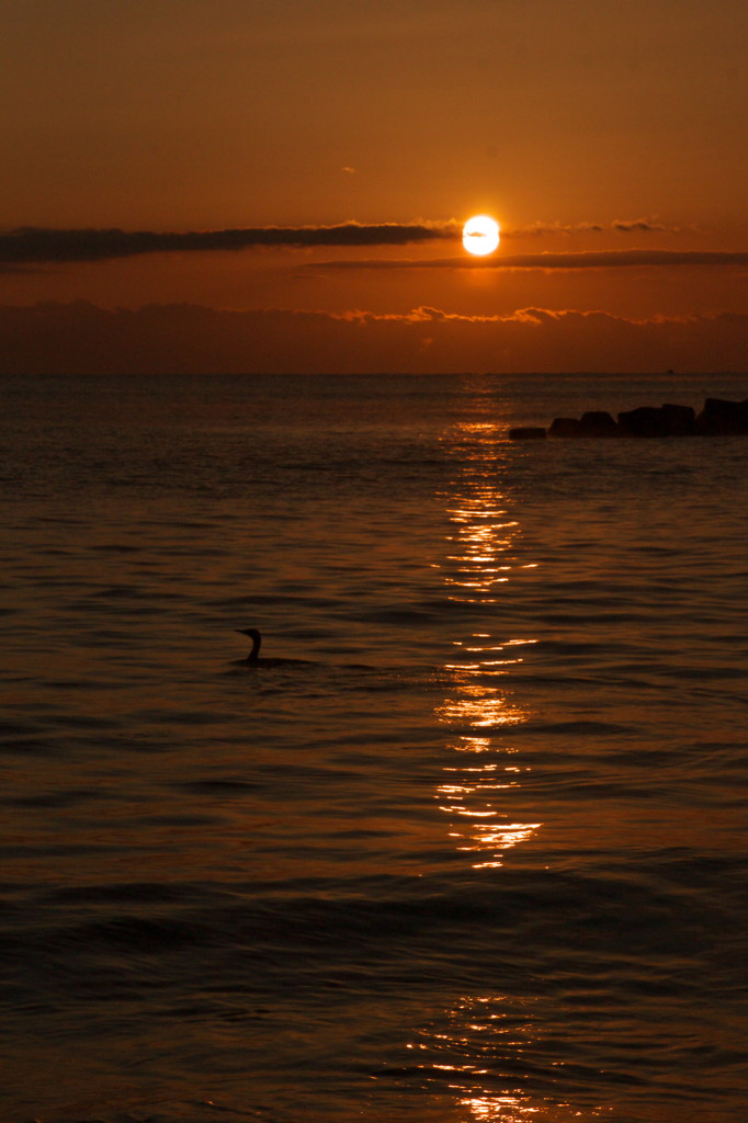 海鵜と朝日