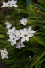 心花(ときめき)よ
