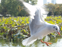 羽ばたく