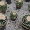サボテンの花火（大玉）
