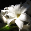 春の花嫁。