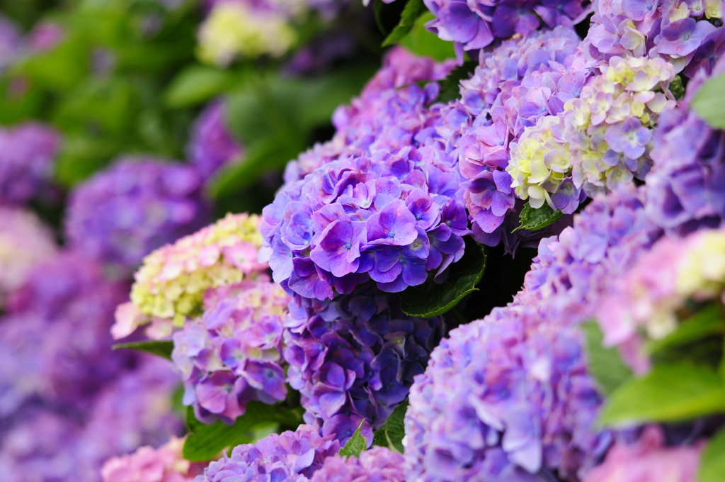 紫陽花ｉｎ紫陽花。