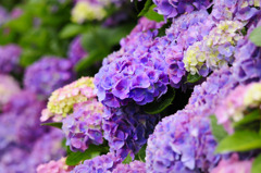 紫陽花ｉｎ紫陽花。