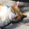 小町通の猫。