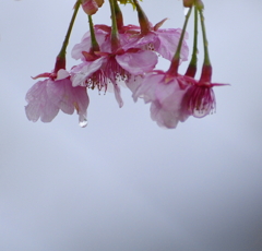 雨桜Ⅲ（雫）。