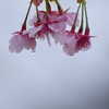 雨桜Ⅲ（雫）。