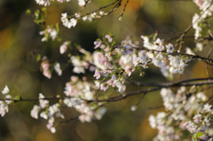 これぞ、「秋」桜。