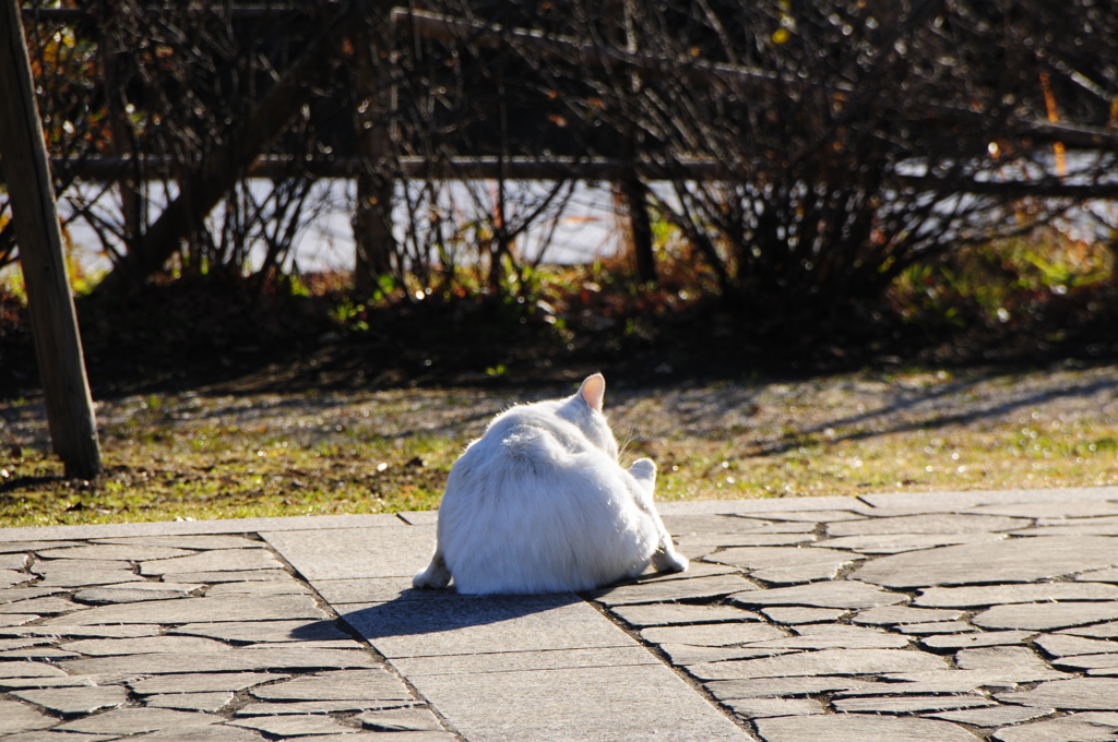 くたくたねこ。