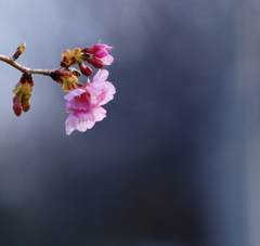 雨桜。