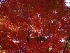 燃え盛るようなモミジでした（過去形）。