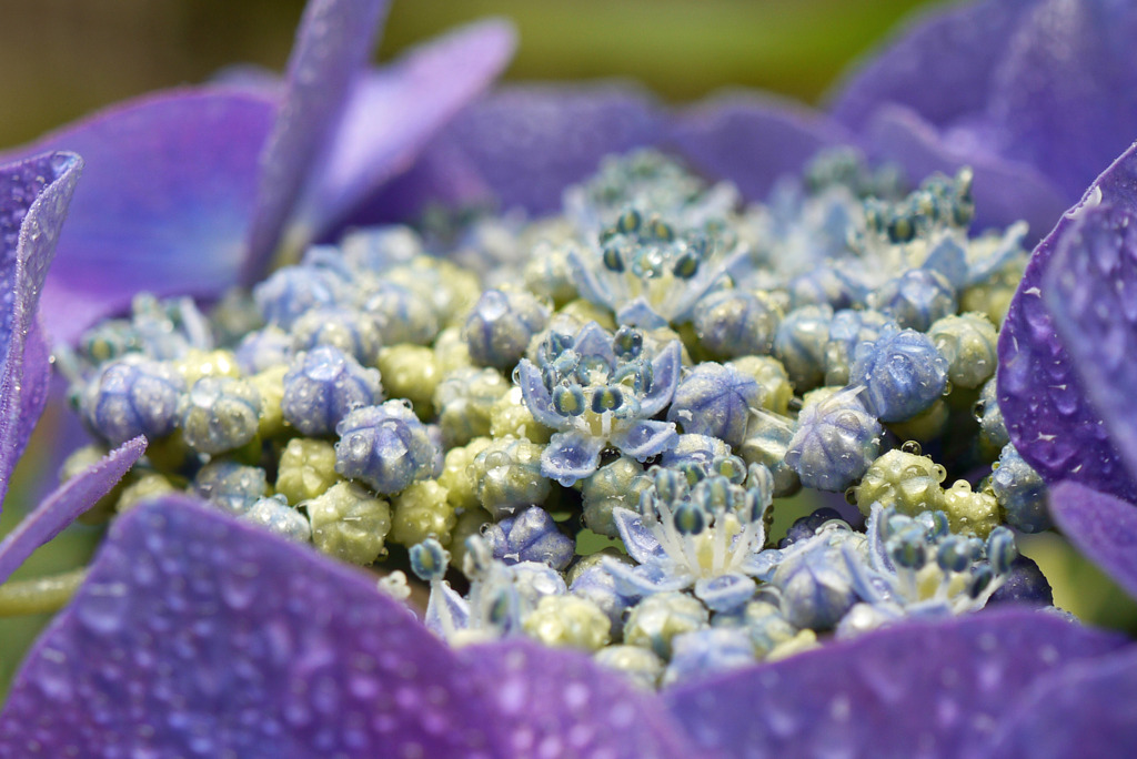 本当の花