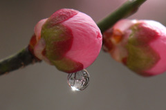 梅のつぼみと水滴