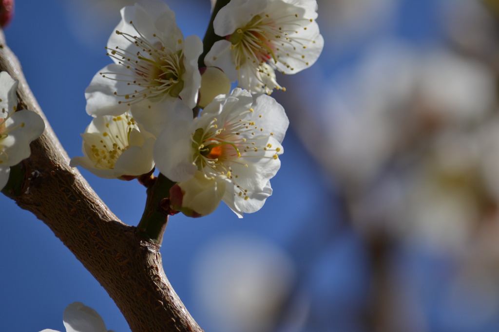 白い梅の花