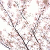 曇りだけど桜撮ってきました。