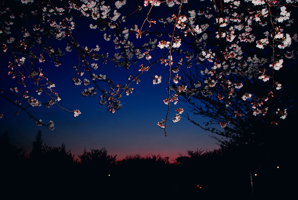 マジックアワーの桜