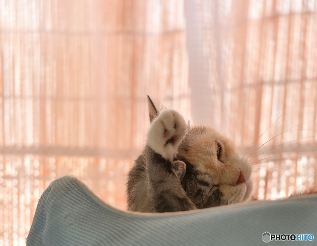 まどろむ猫