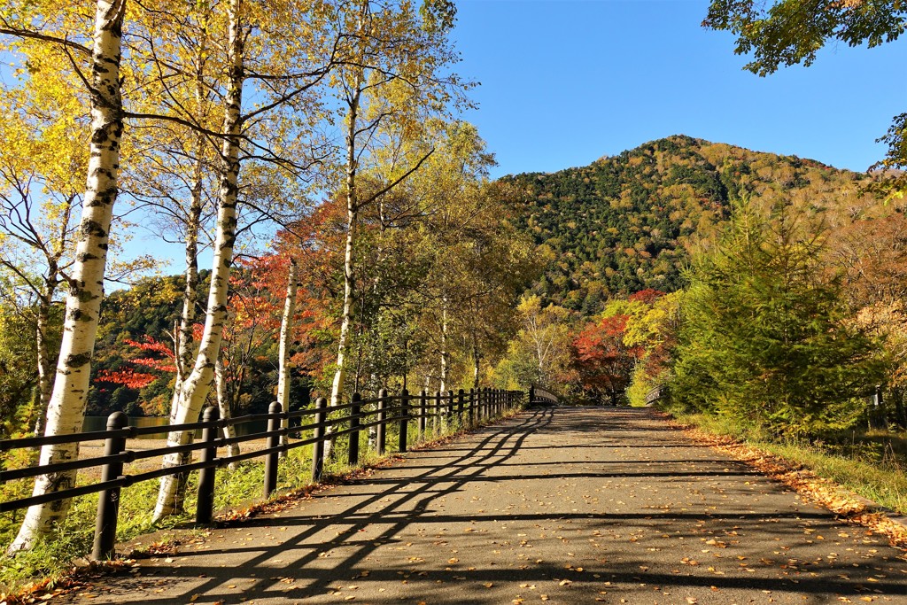 湖畔の路