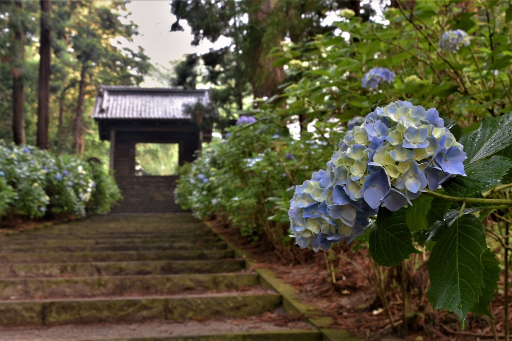 石段の紫陽花　（大中寺）