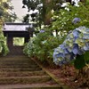 石段の紫陽花　（大中寺）